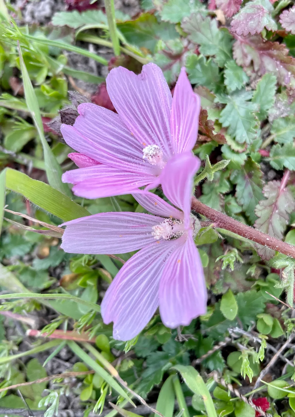Checker-mallow (Sidalcea malviflora)