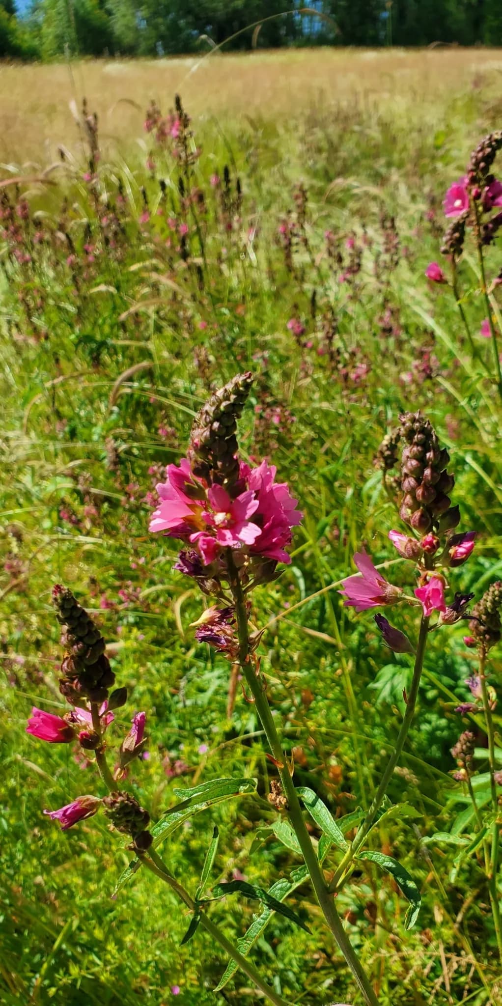 Nelson's checker-mallow (Sidalcea nelsoniana)