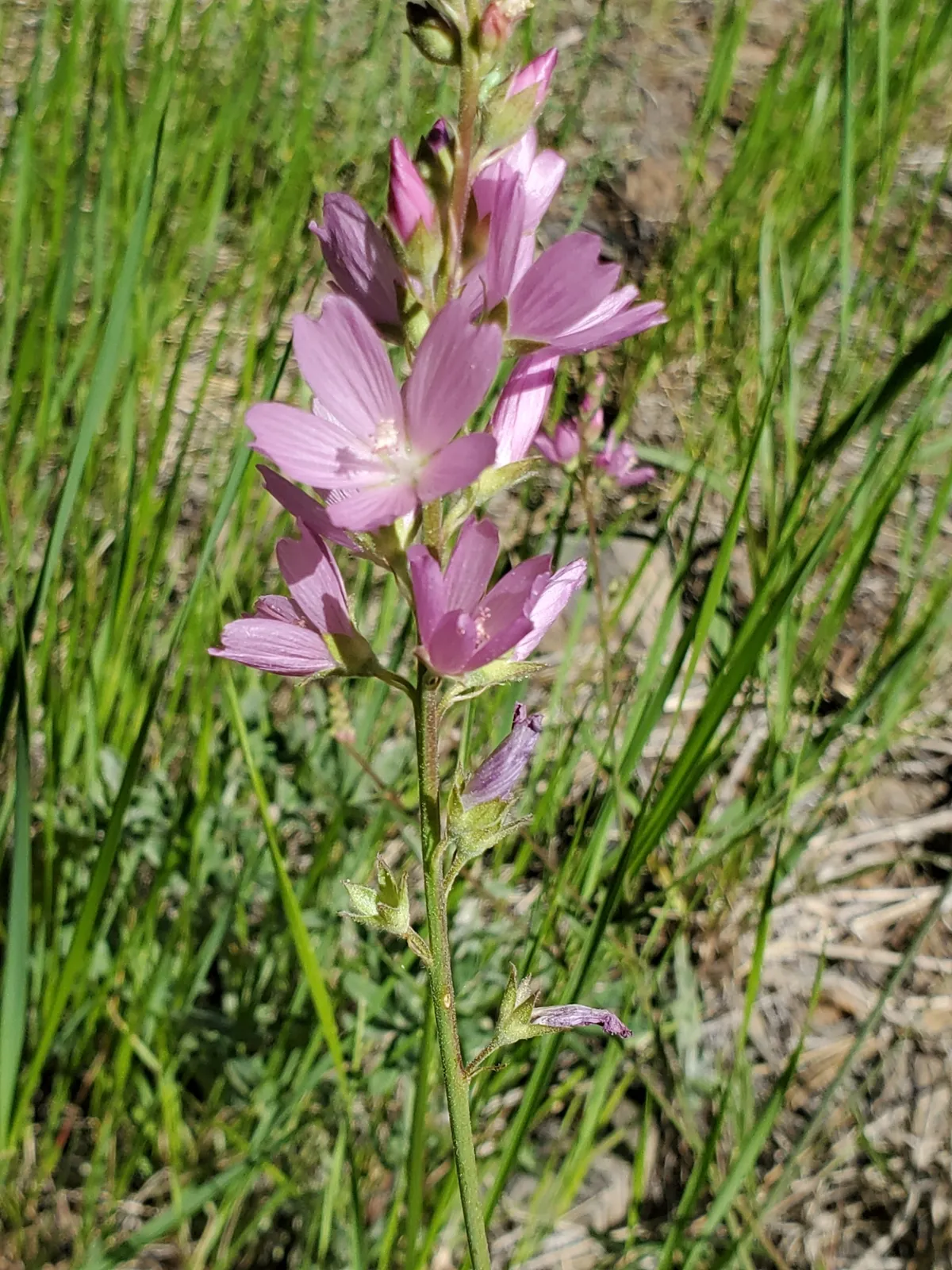 Oregon Checkerbloom (Sidalcea oregana)