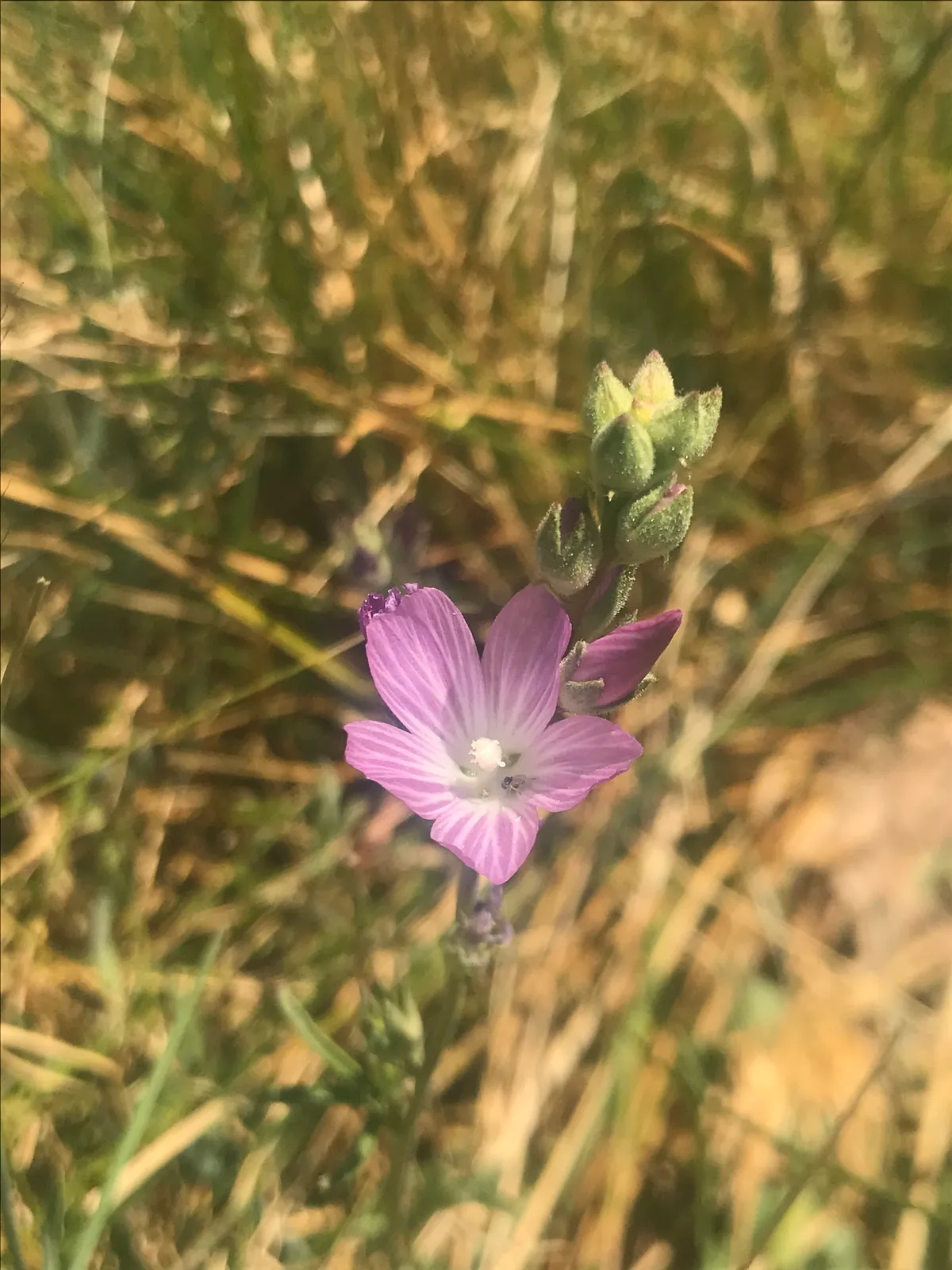 Checkerbloom (Sidalcea sparsifolia)