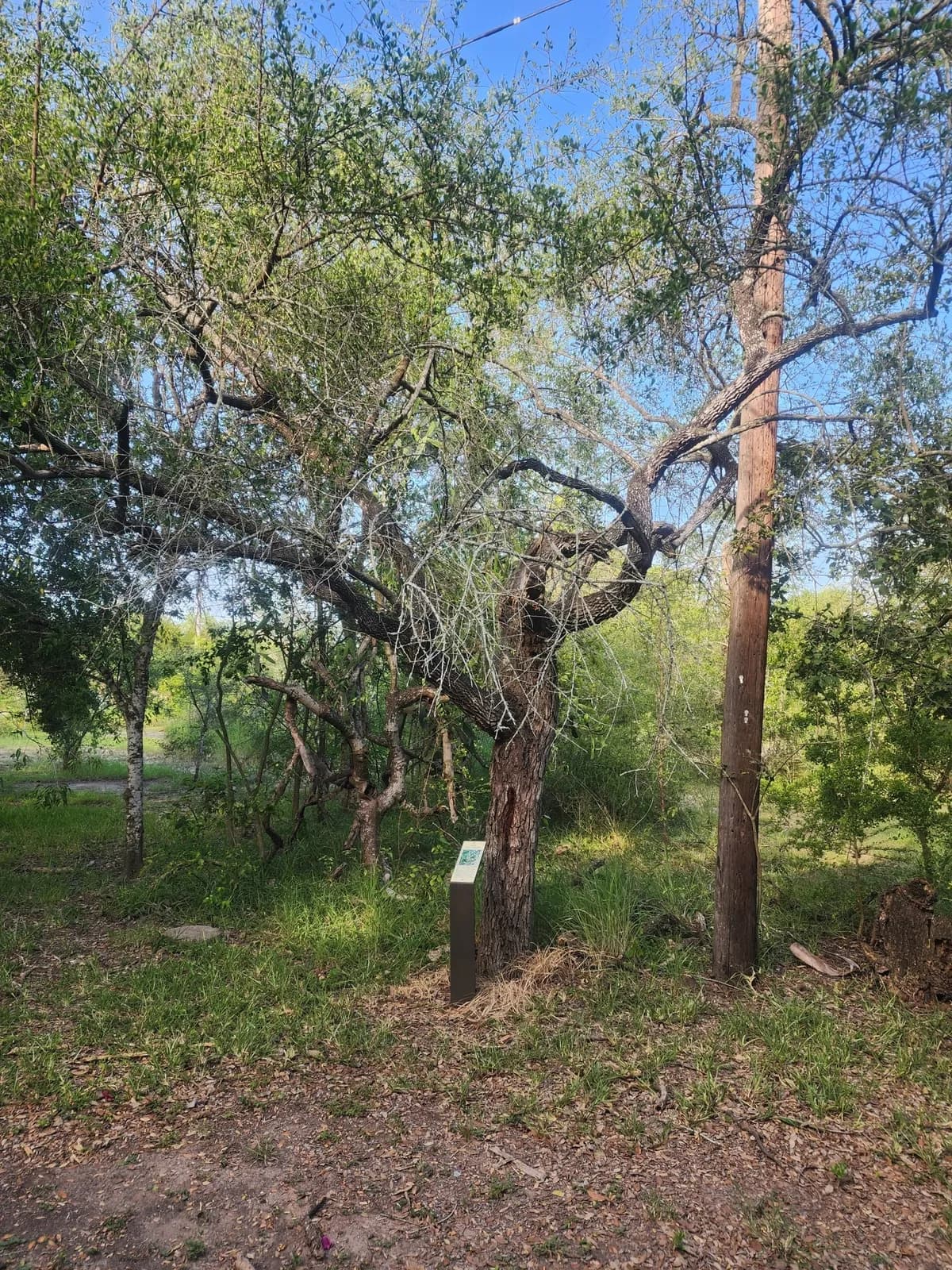 Coma (Sideroxylon celastrinum)