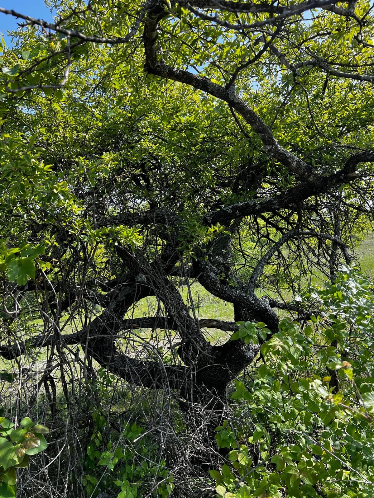 Chittamwood (Sideroxylon lanuginosum)