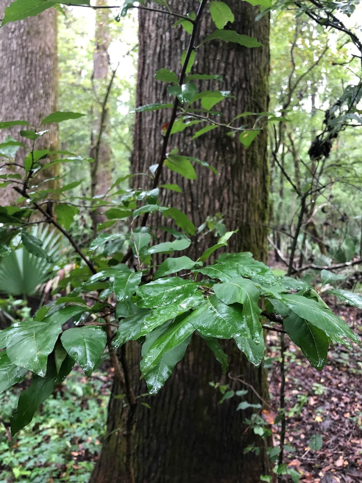 Buckthorn Bully (Sideroxylon lycioides)