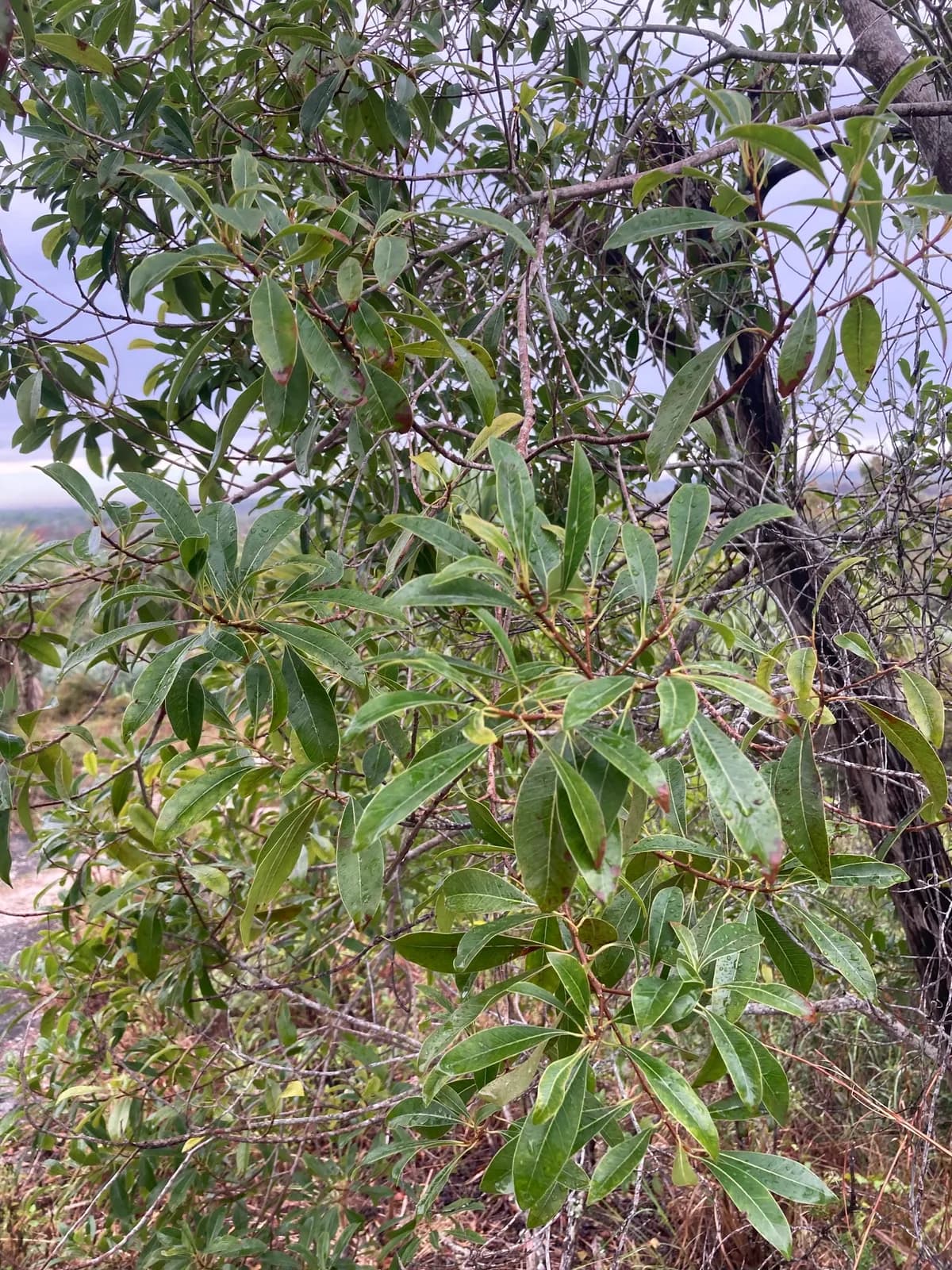 White bully (Sideroxylon salicifolium)