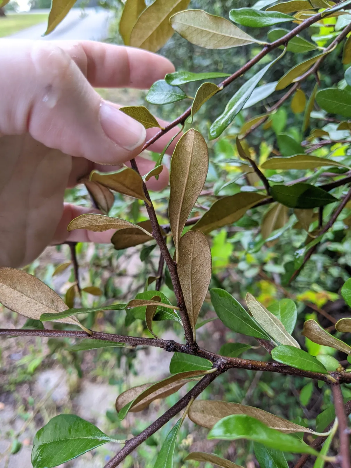 Tough bumelia (Sideroxylon tenax)