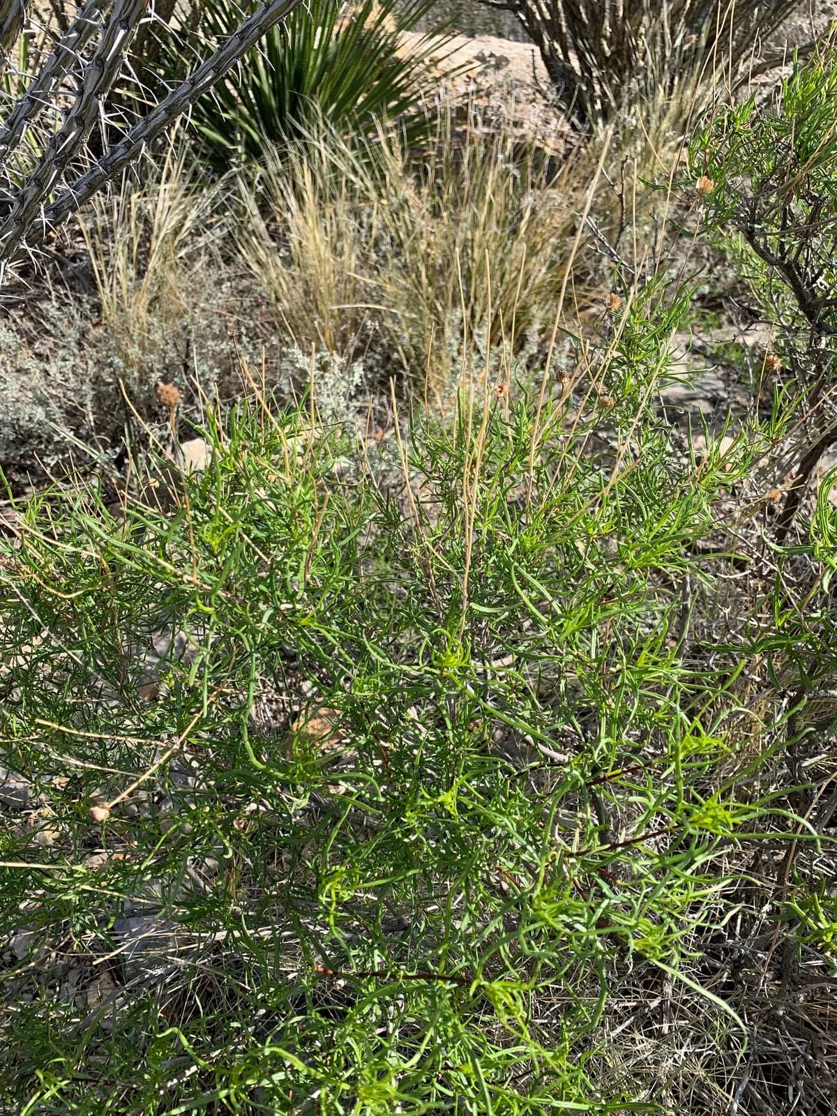 Skeleton-leaf goldeneye (Sidneya tenuifolia)