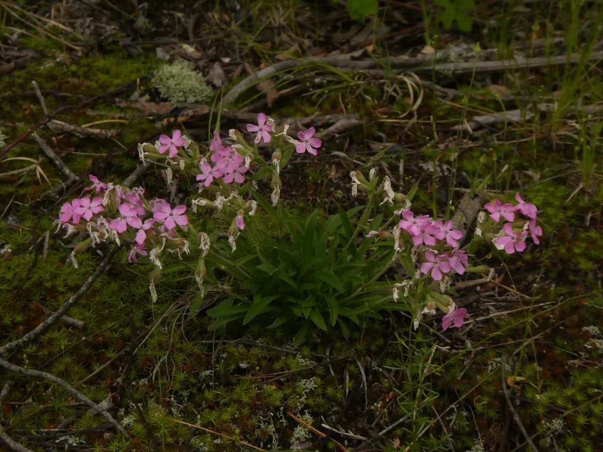Wild Pink (Silene caroliniana)