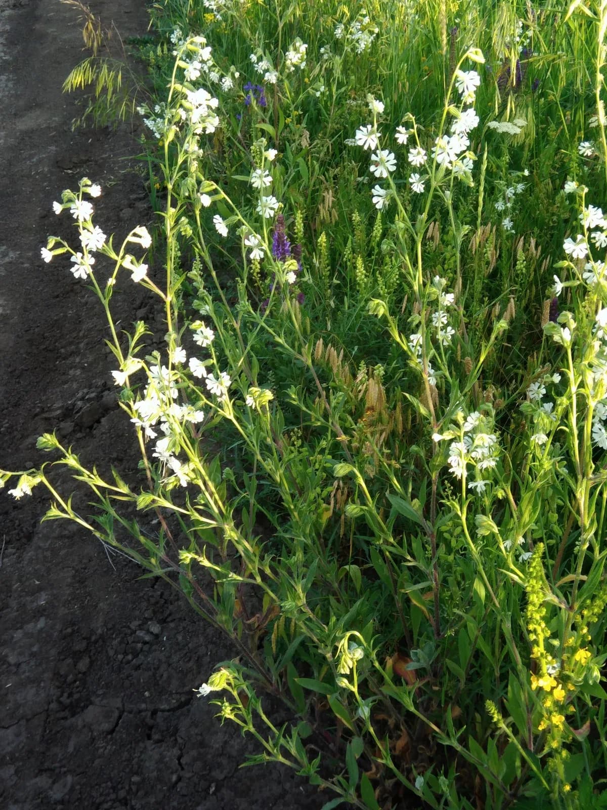 Forked Catchfly (Silene dichotoma)