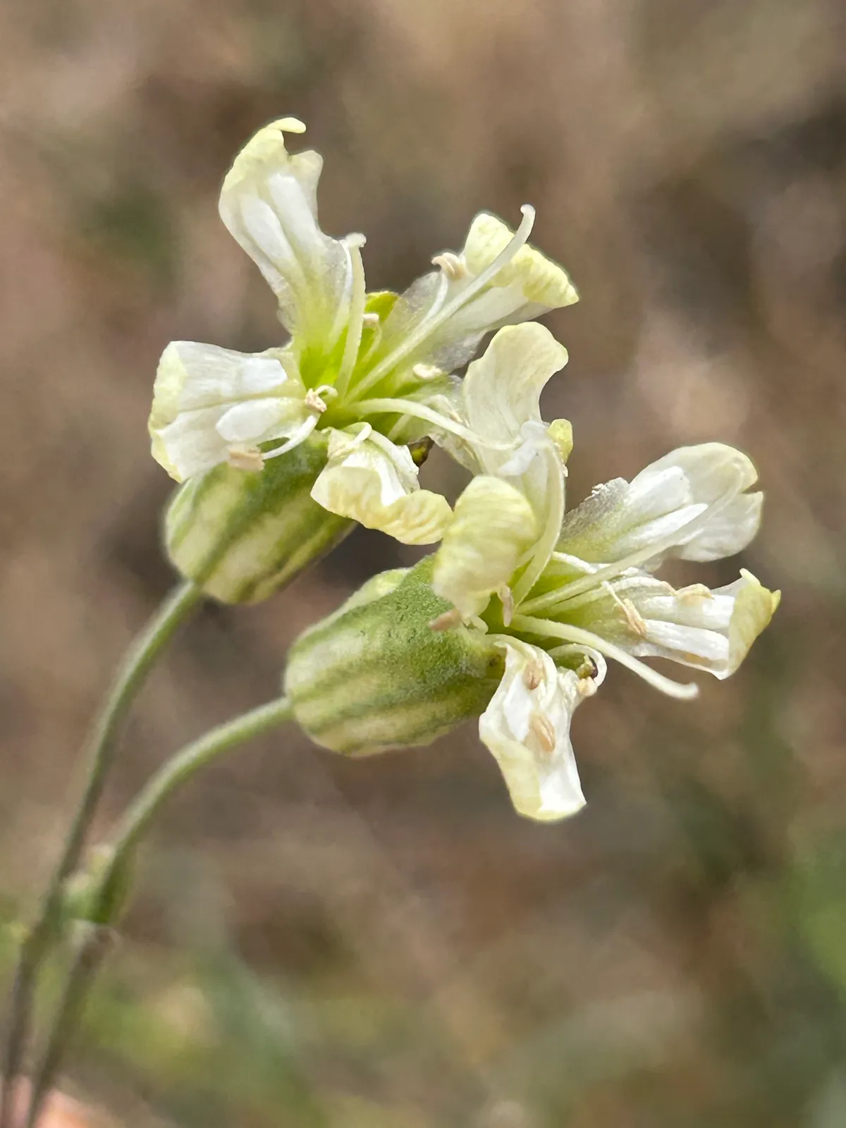 Douglas's catchfly (Silene douglasii)