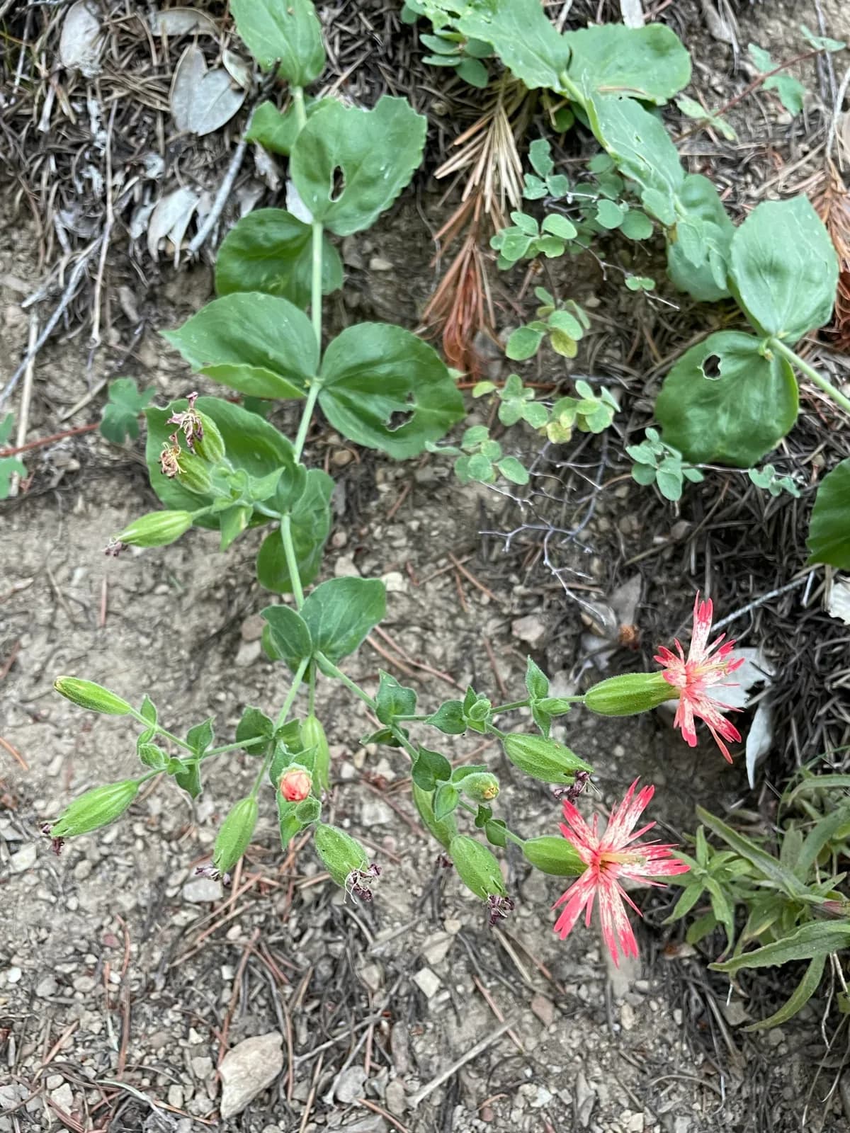 Indian-pink (Silene laciniata)