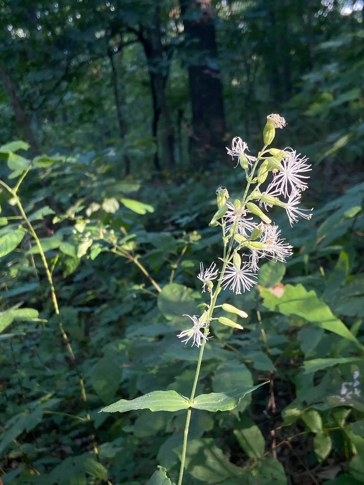 Blue ridge catchfly (Silene ovata)