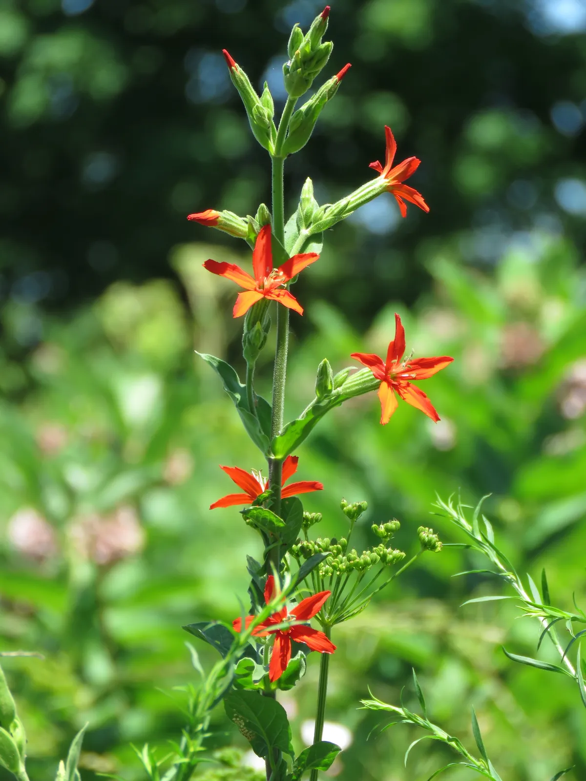 Royal catchfly (Silene regia)