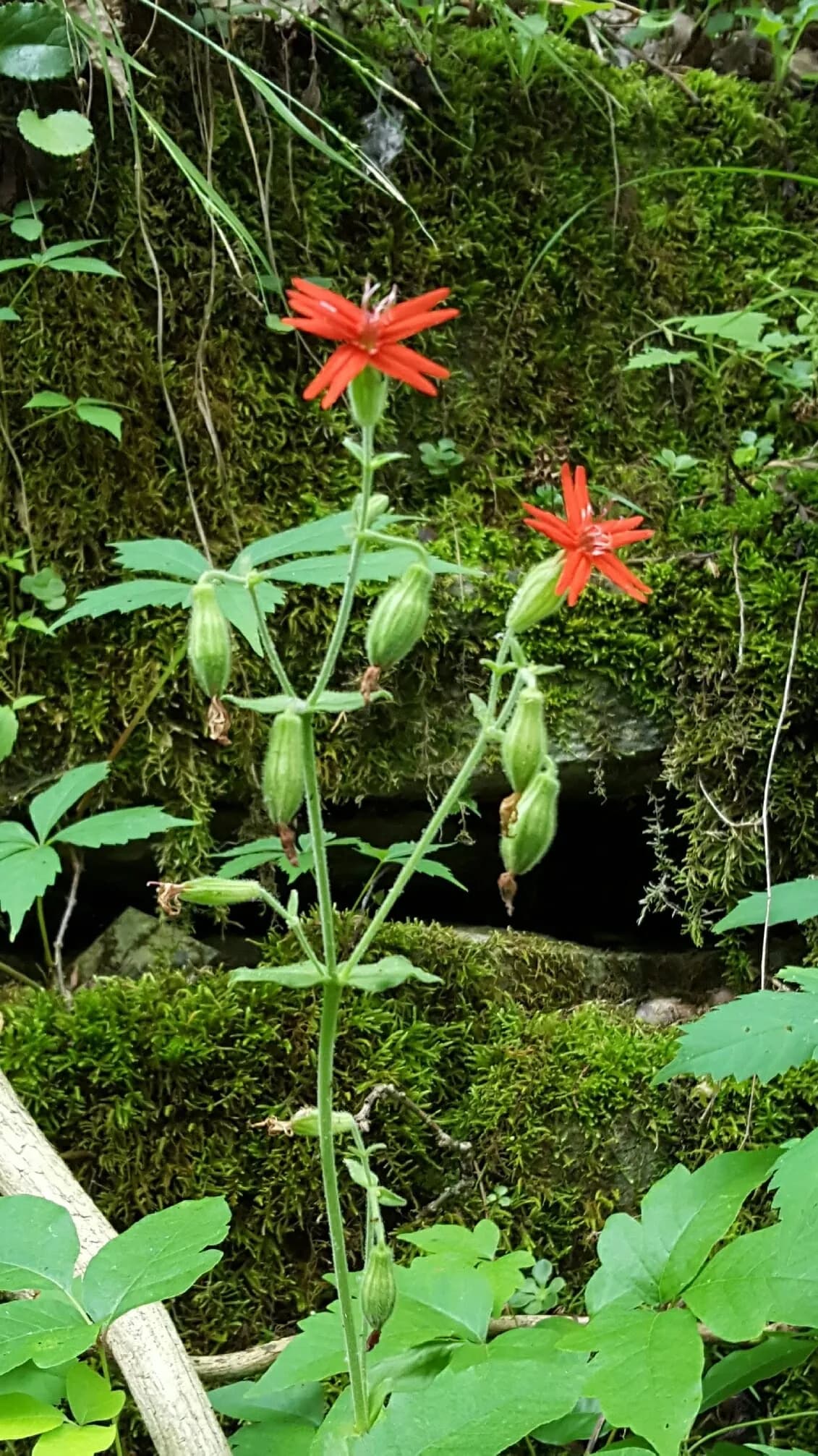 Fire-pink (Silene virginica)
