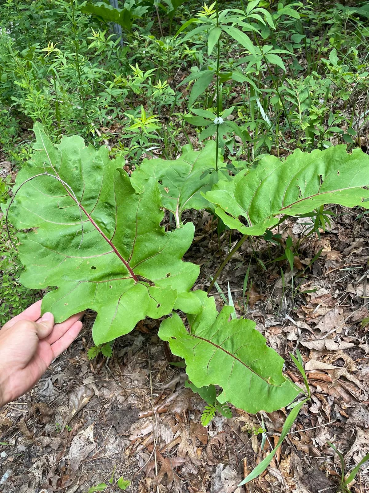 Kidneyleaf rosinweed (Silphium compositum)
