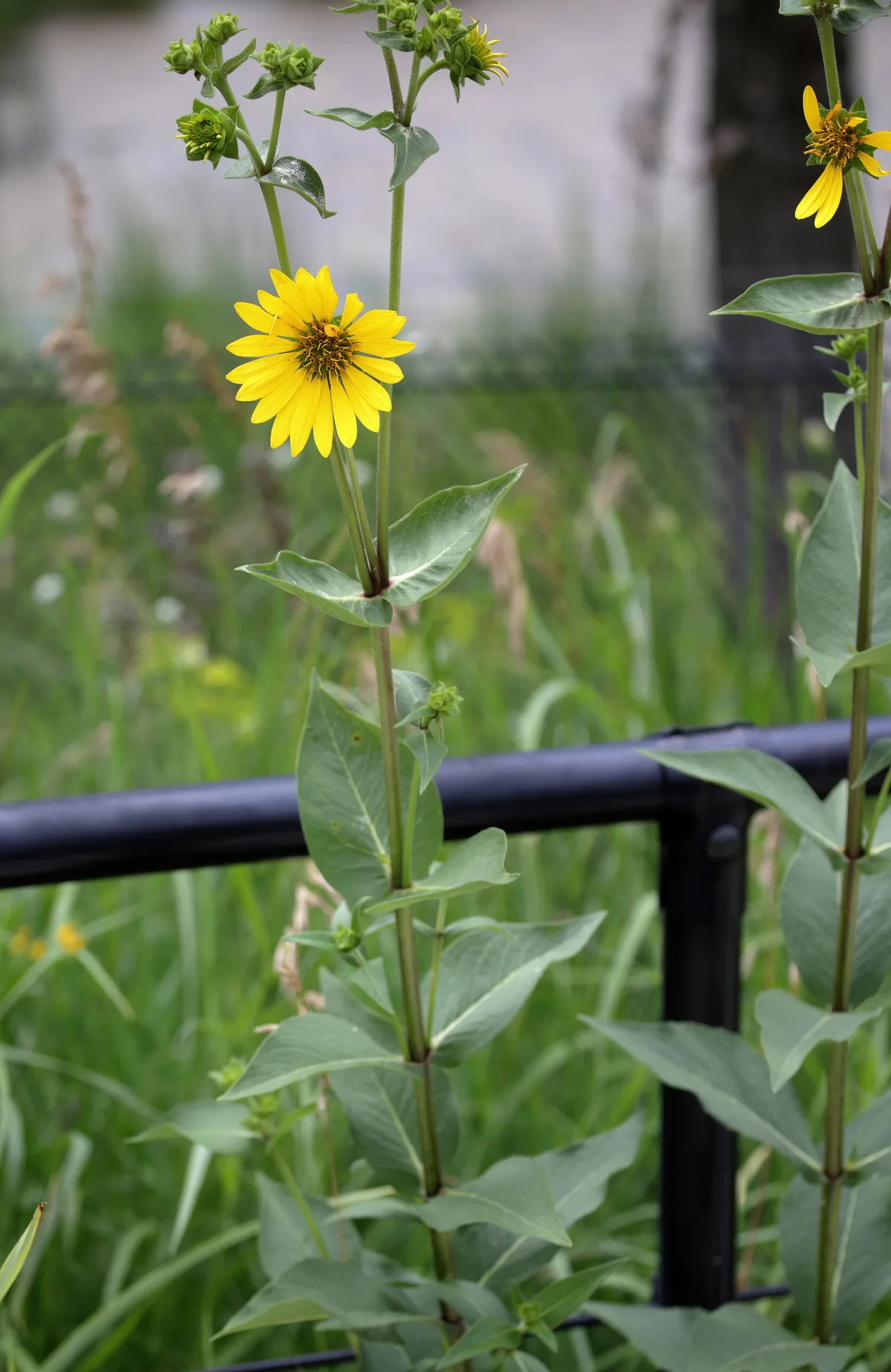 Wholeleaf rosinweed (Silphium integrifolium)