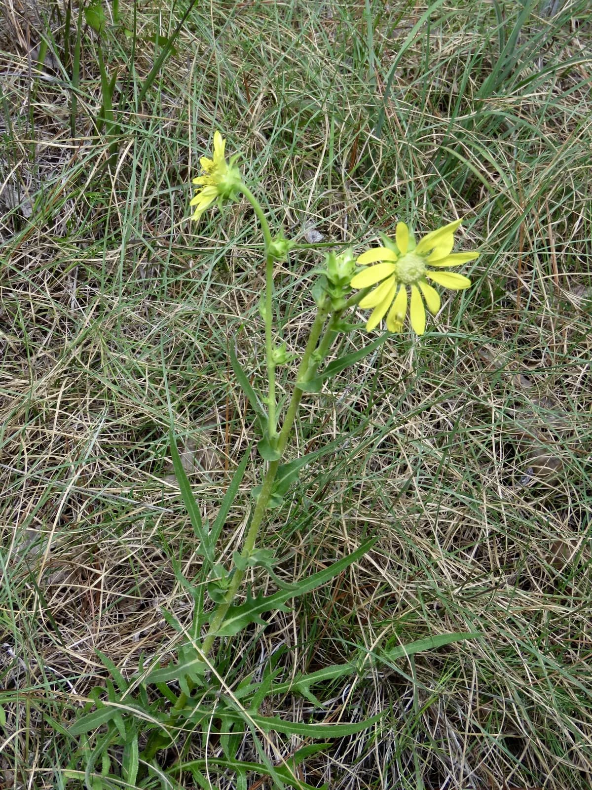 Compass Plant (Silphium laciniatum)