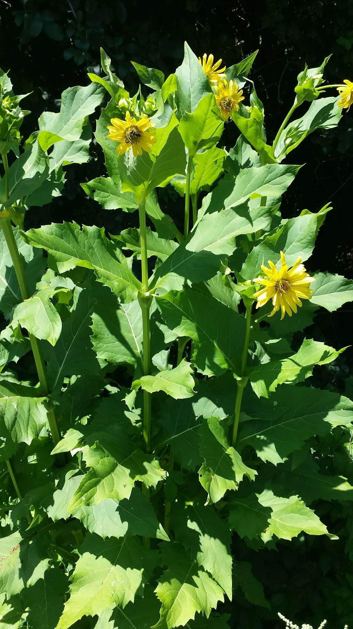 Indian-gum (Silphium perfoliatum)