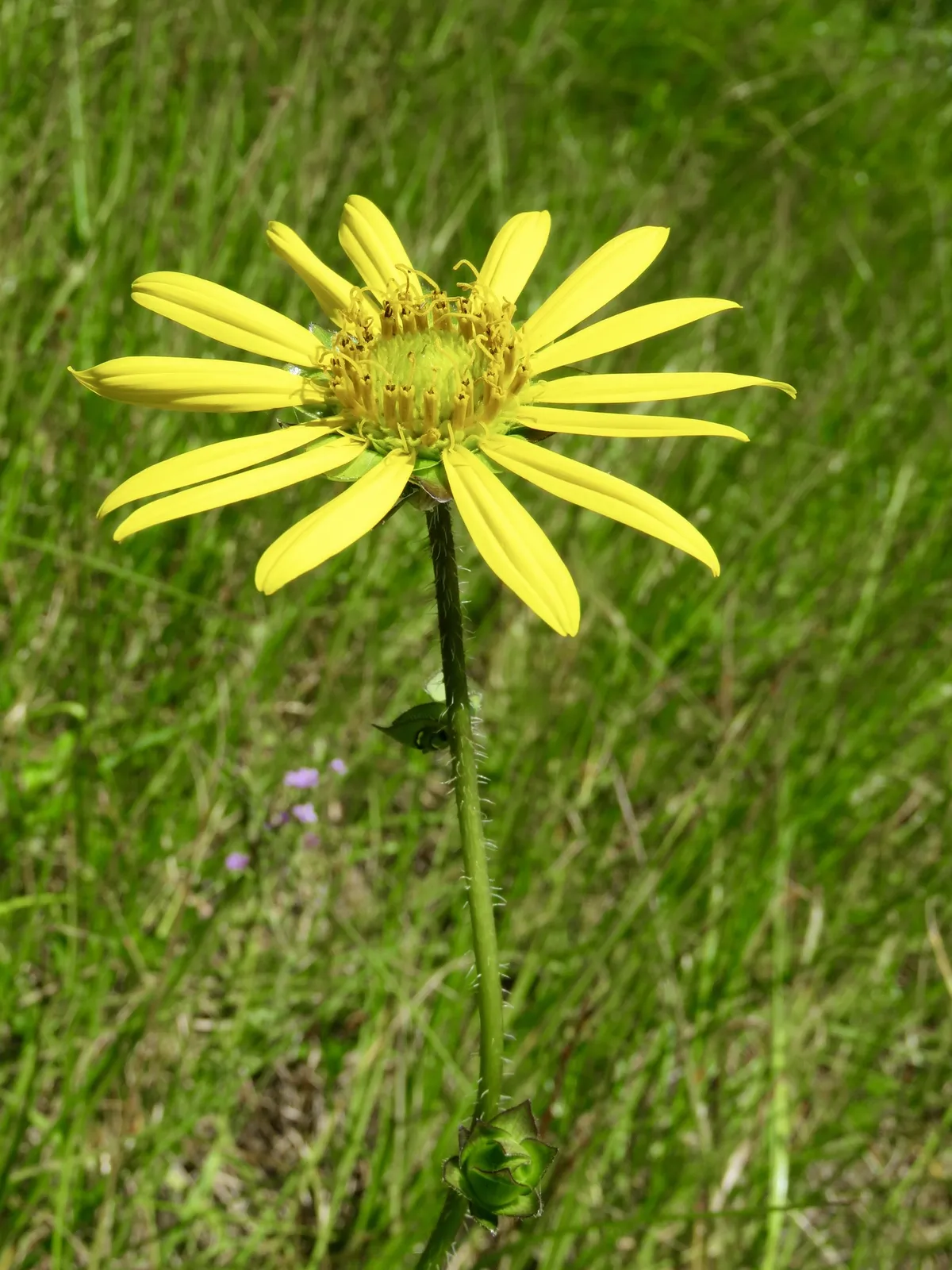 Roughstem rosinweed (Silphium radula)