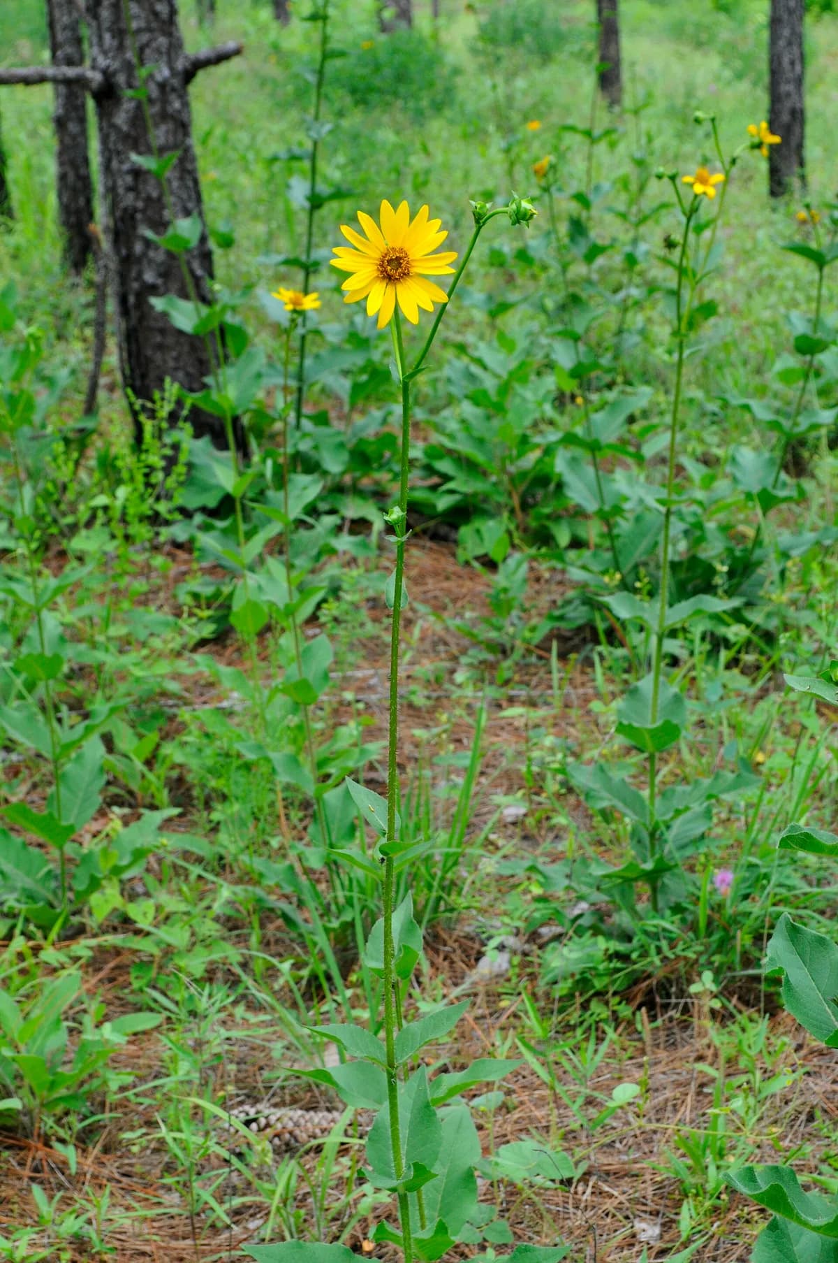 Rosinweed Sunflower (Silphium radula var. gracile)