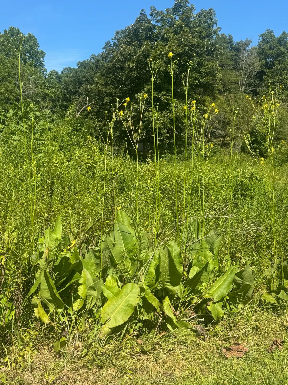 Prairie Dock (Silphium terebinthinaceum)
