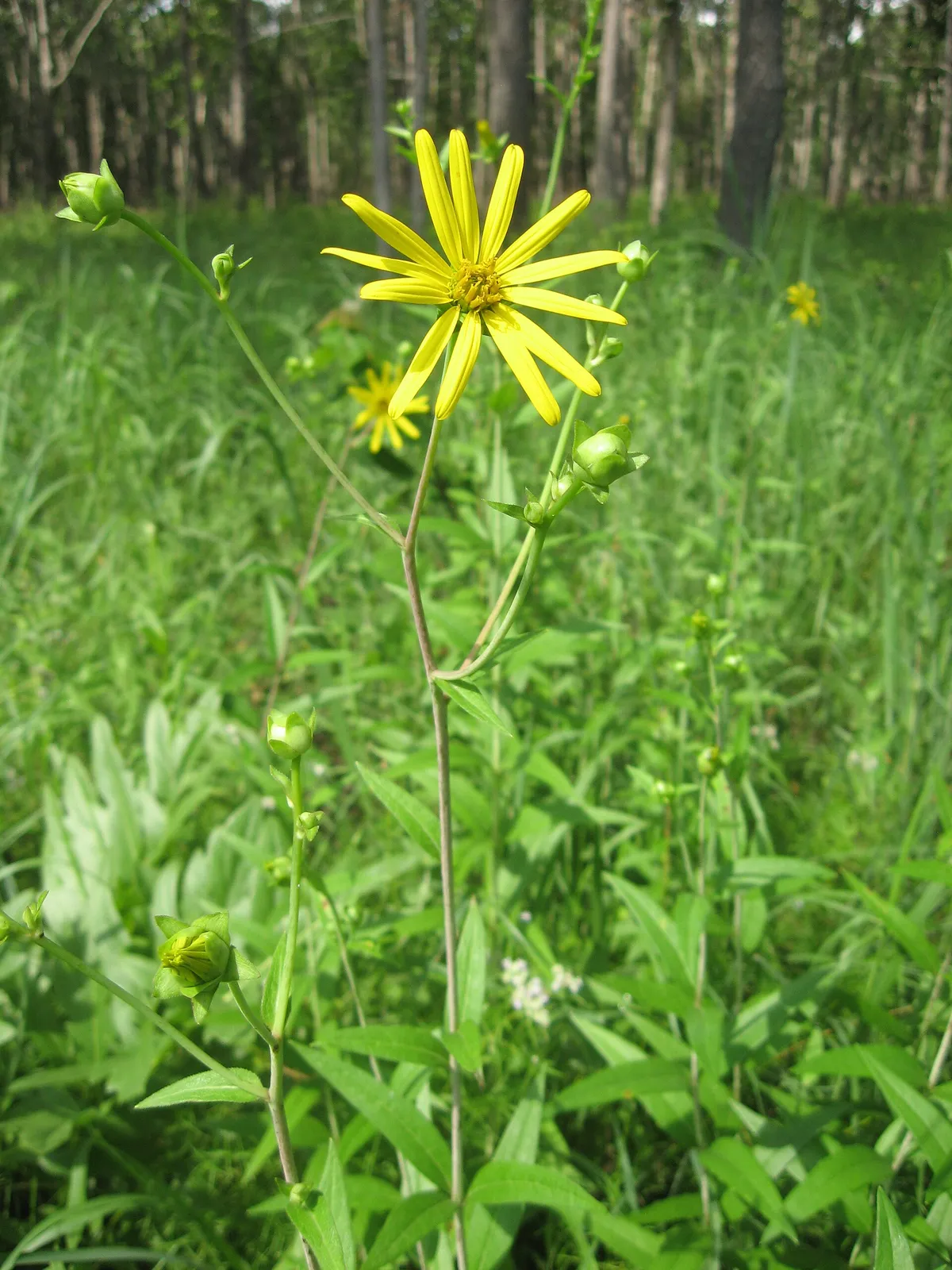 Whorled rosinweed (Silphium trifoliatum)