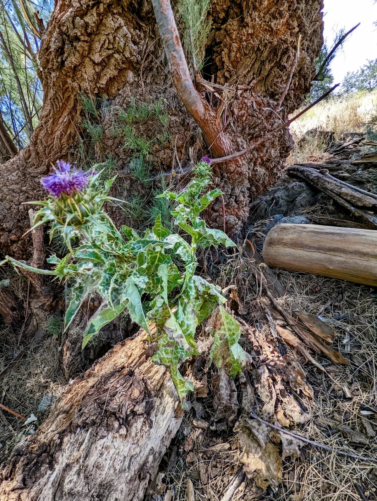 Variegated Artichoke (Silybum marianum)
