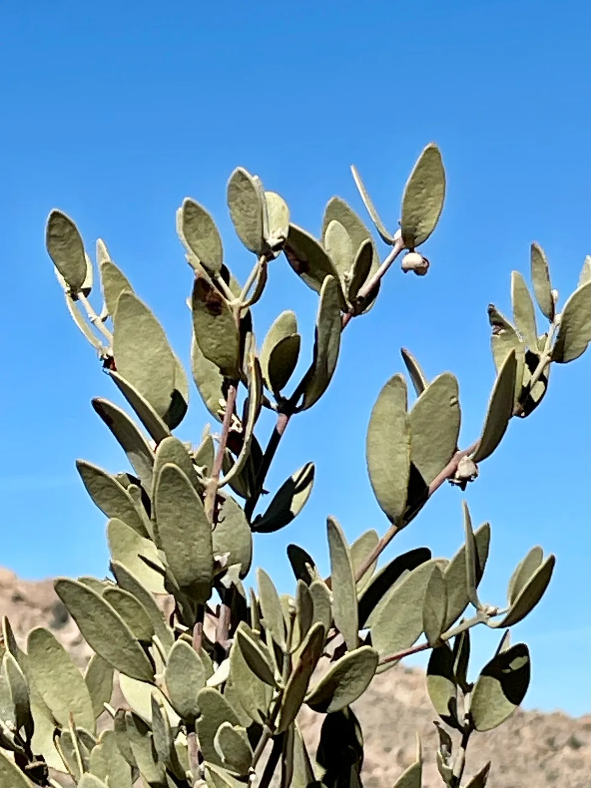 Goatnut (Simmondsia chinensis)