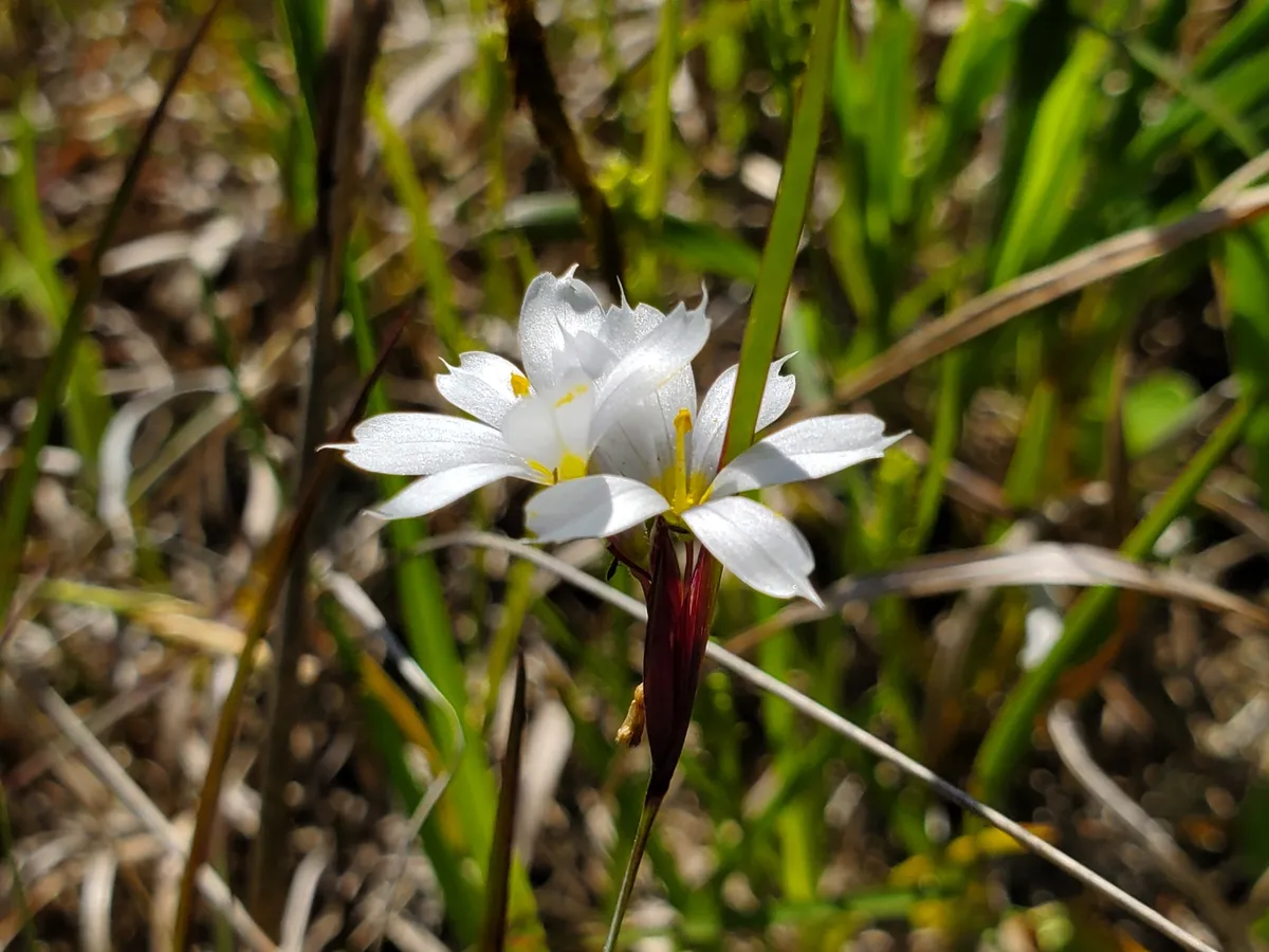 White Blue-eyed Grass (Sisyrinchium albidum)