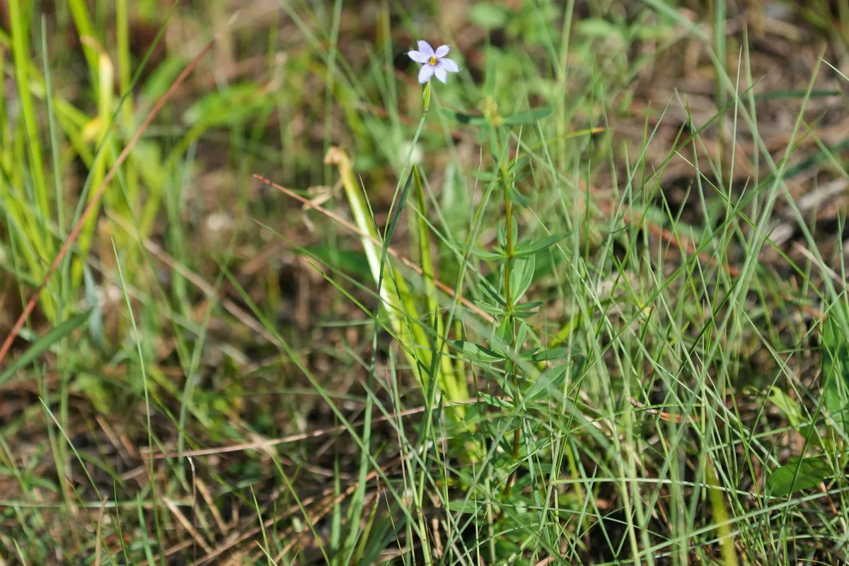 Narrowleaf Blue-eyed Grass (Sisyrinchium angustifolium)
