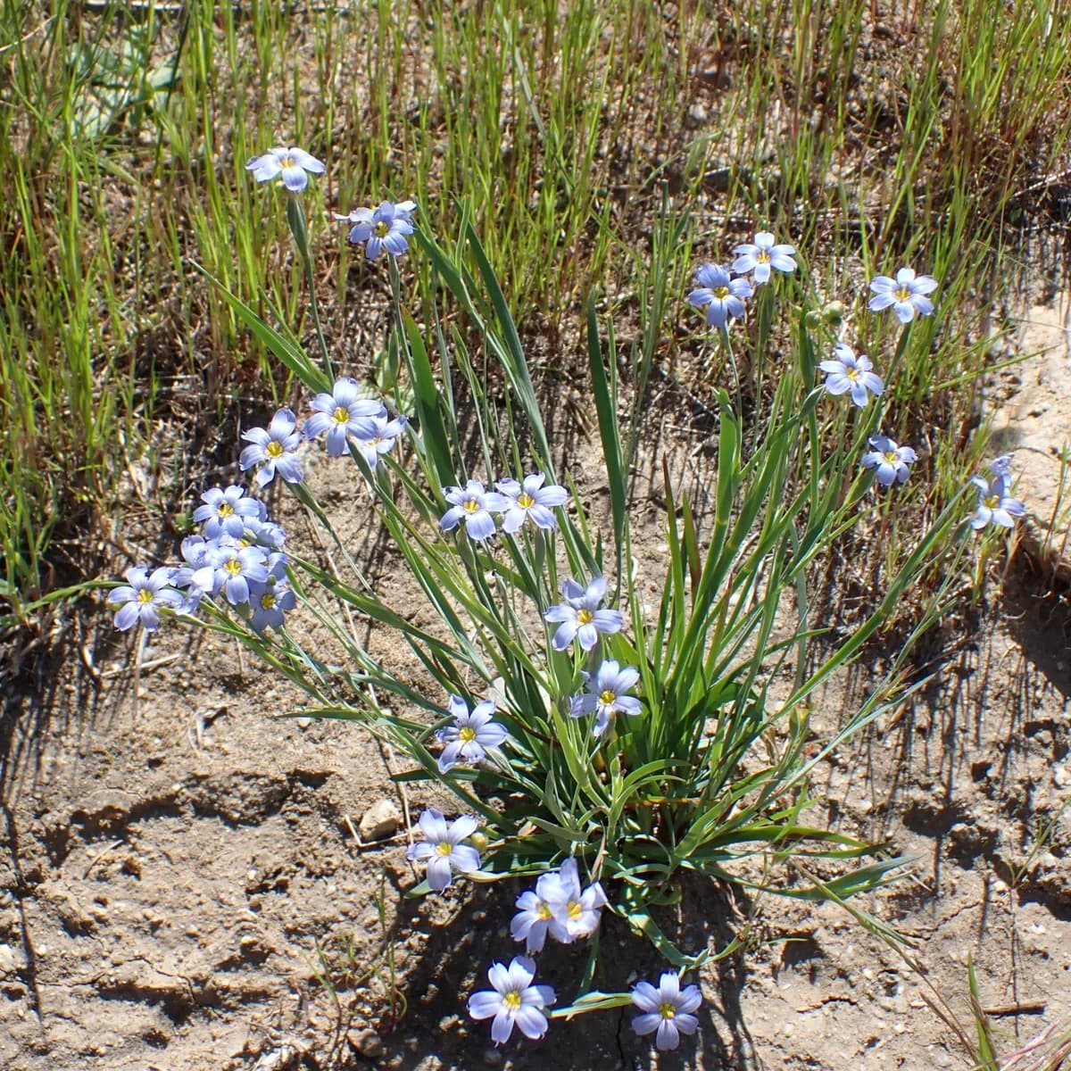 Western Blue-eyed Grass (Sisyrinchium bellum)