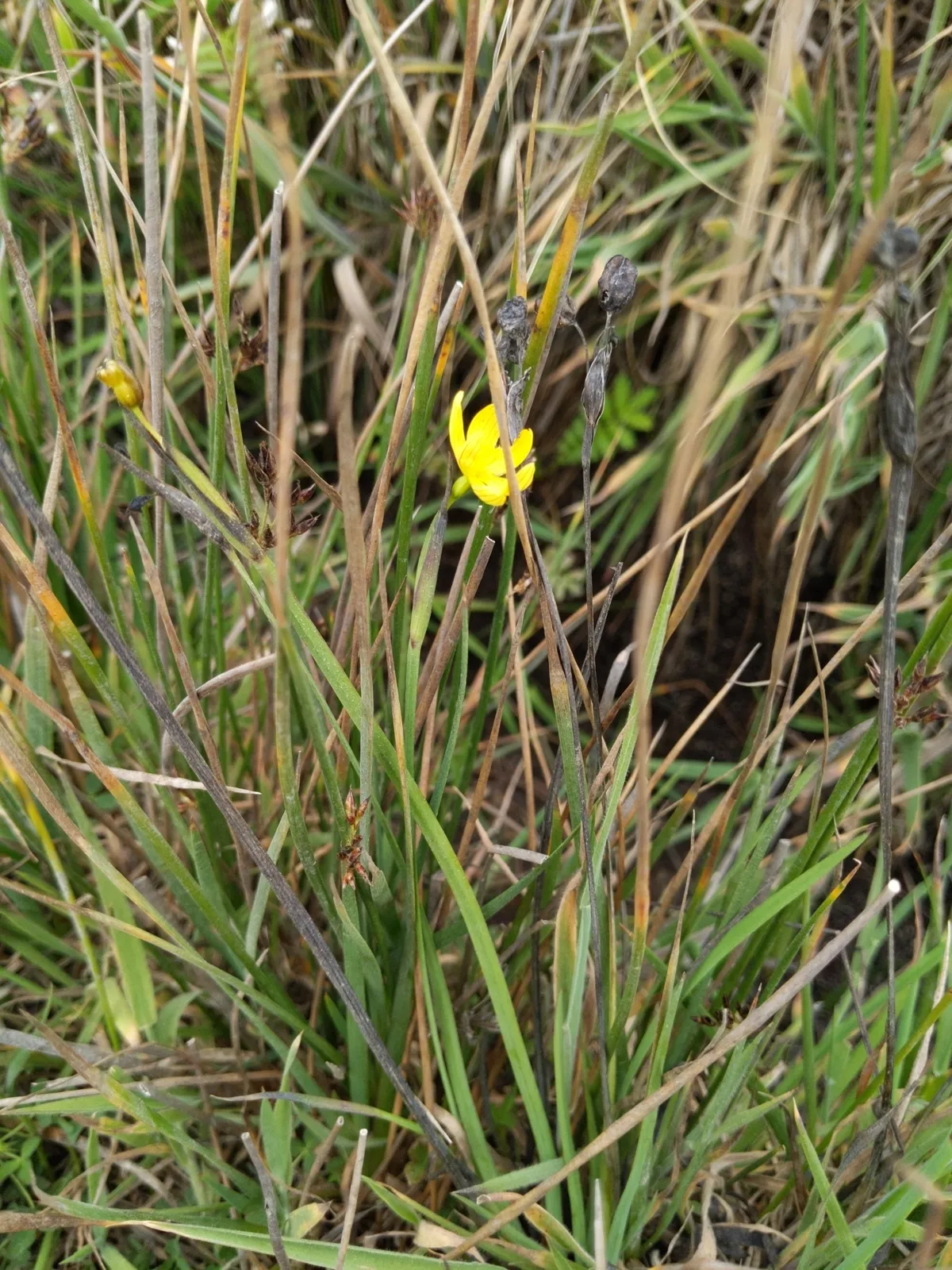Golden Blue-eyed Grass (Sisyrinchium californicum)