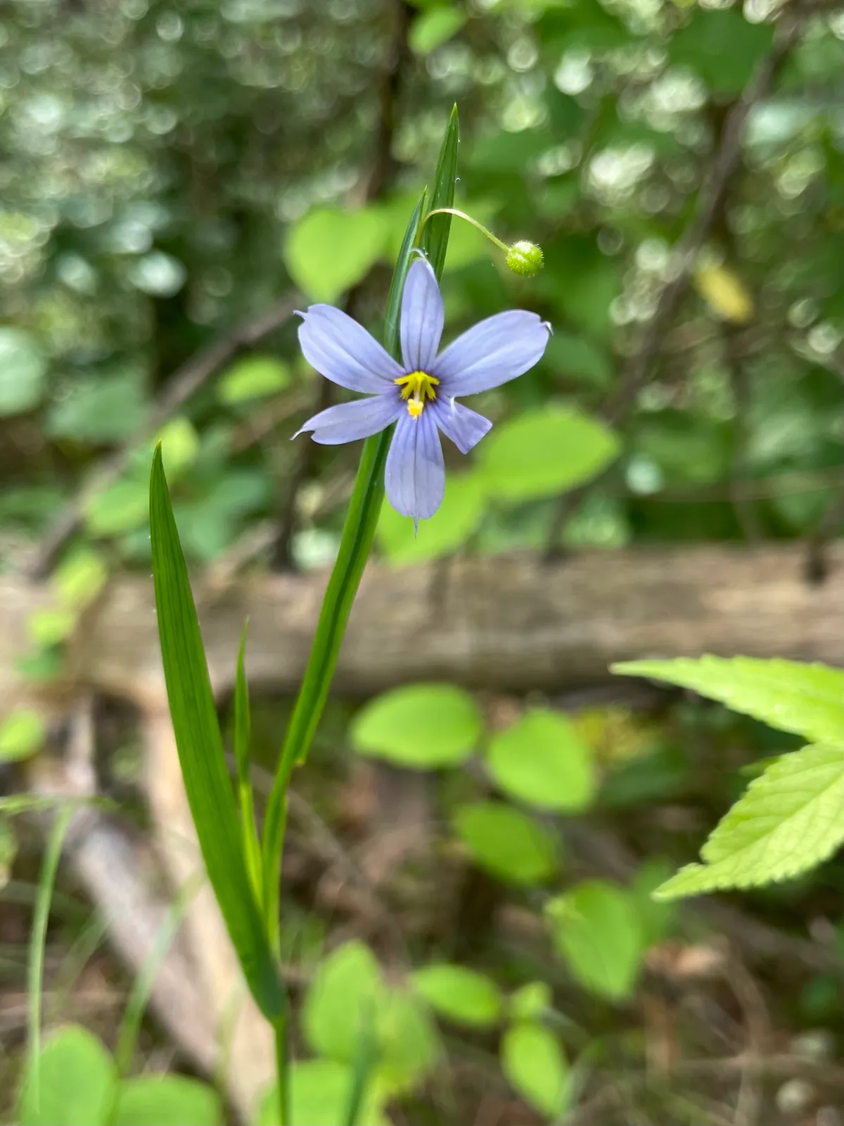 Prairie Blue-Eyed Grass (Sisyrinchium campestre)