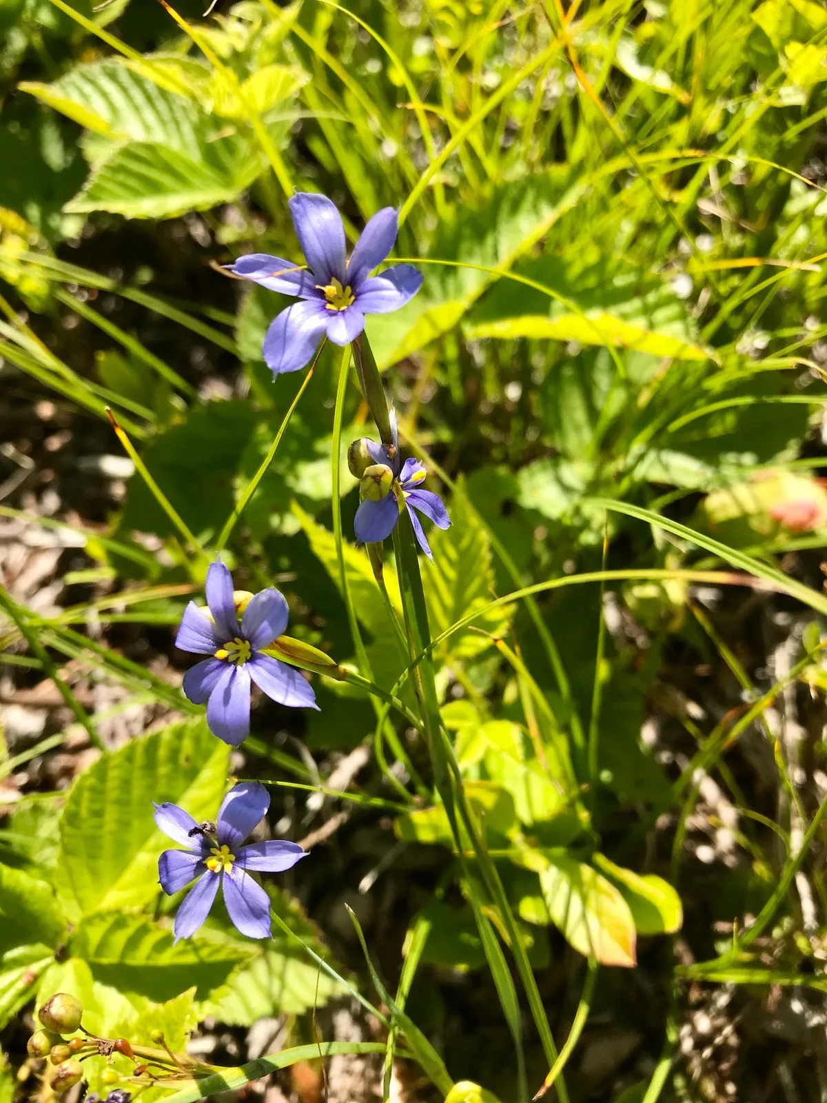 Coastal Plain Blue-eyed Grass (Sisyrinchium fuscatum)