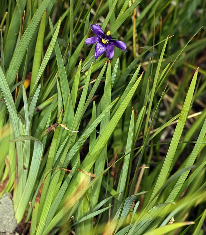 Nevada Blue-eyed Grass (Sisyrinchium halophilum)