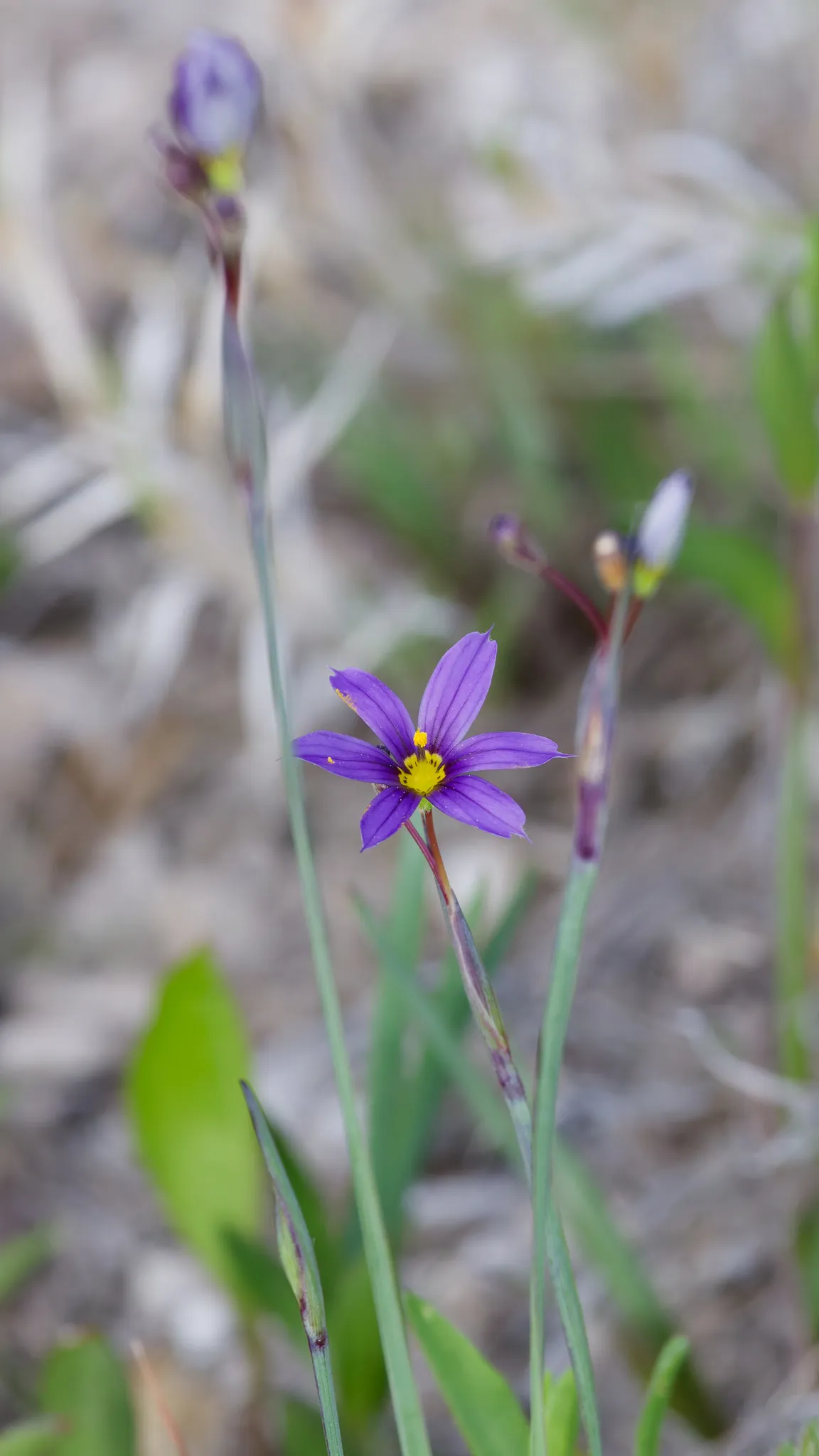 Idaho blue-eyed grass (Sisyrinchium idahoense)
