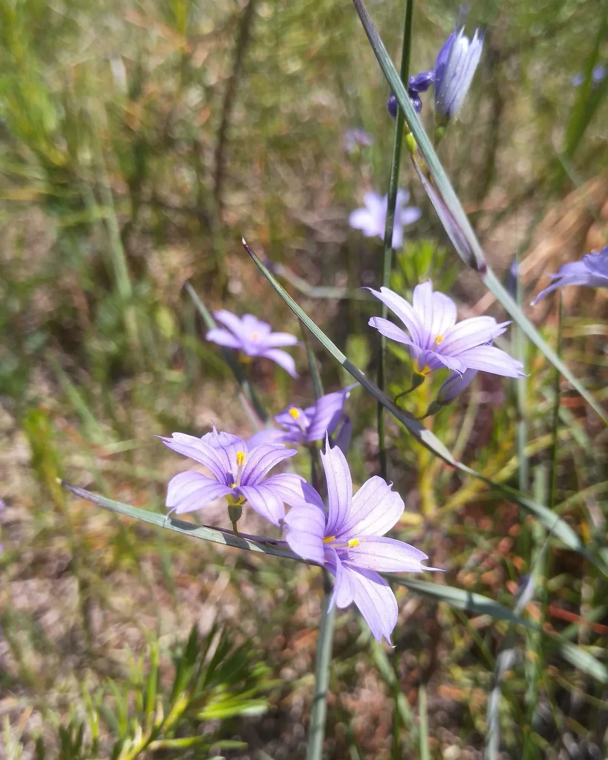 American Blue-eyed-grass (Sisyrinchium montanum)