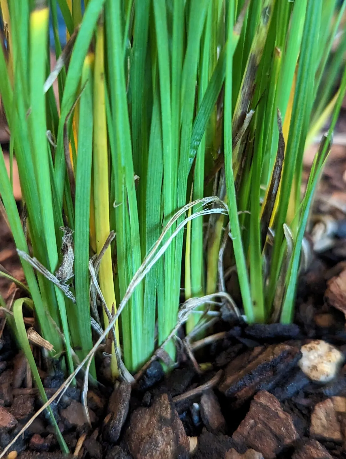 Needletip Blue-eyed Grass (Sisyrinchium mucronatum)