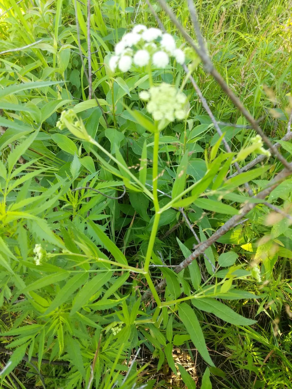 Water-parsley (Sium suave)