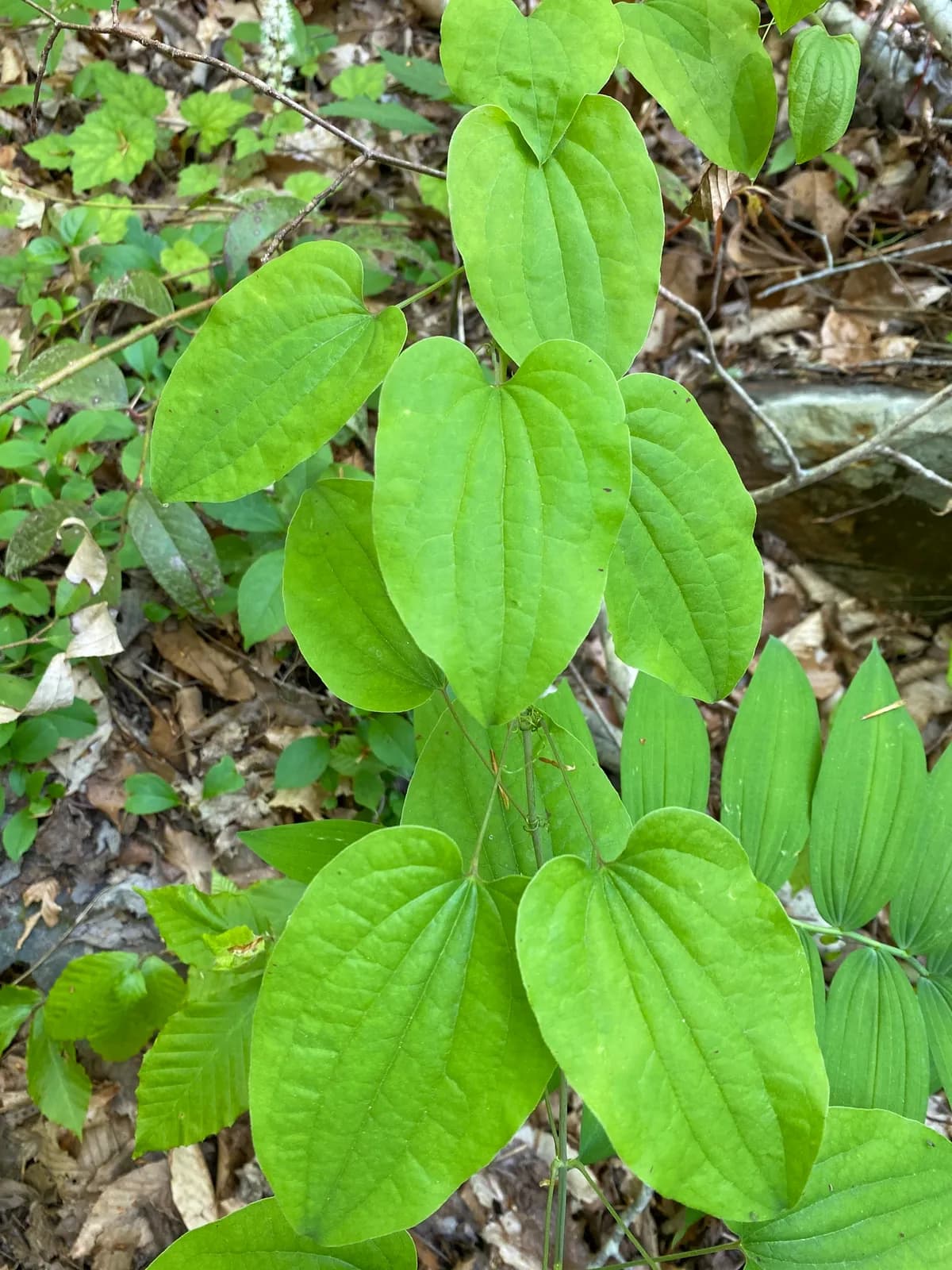 Blue Ridge Carrionflower (Smilax lasioneura)
