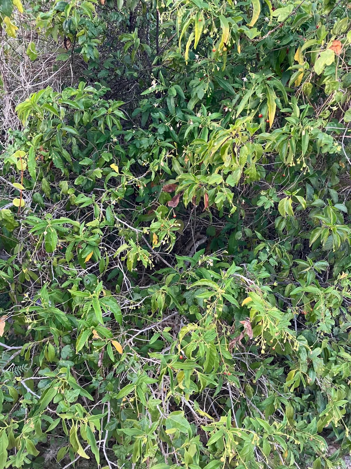 Canker-berry (Solanum bahamense)