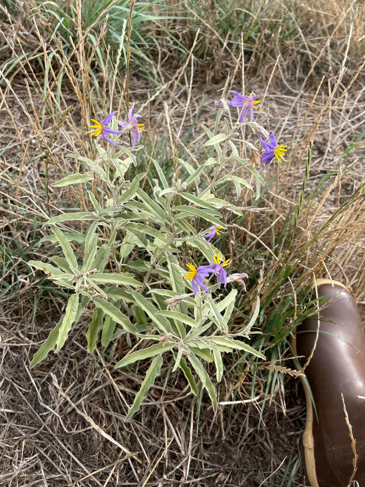 Prairie-berry (Solanum elaeagnifolium)