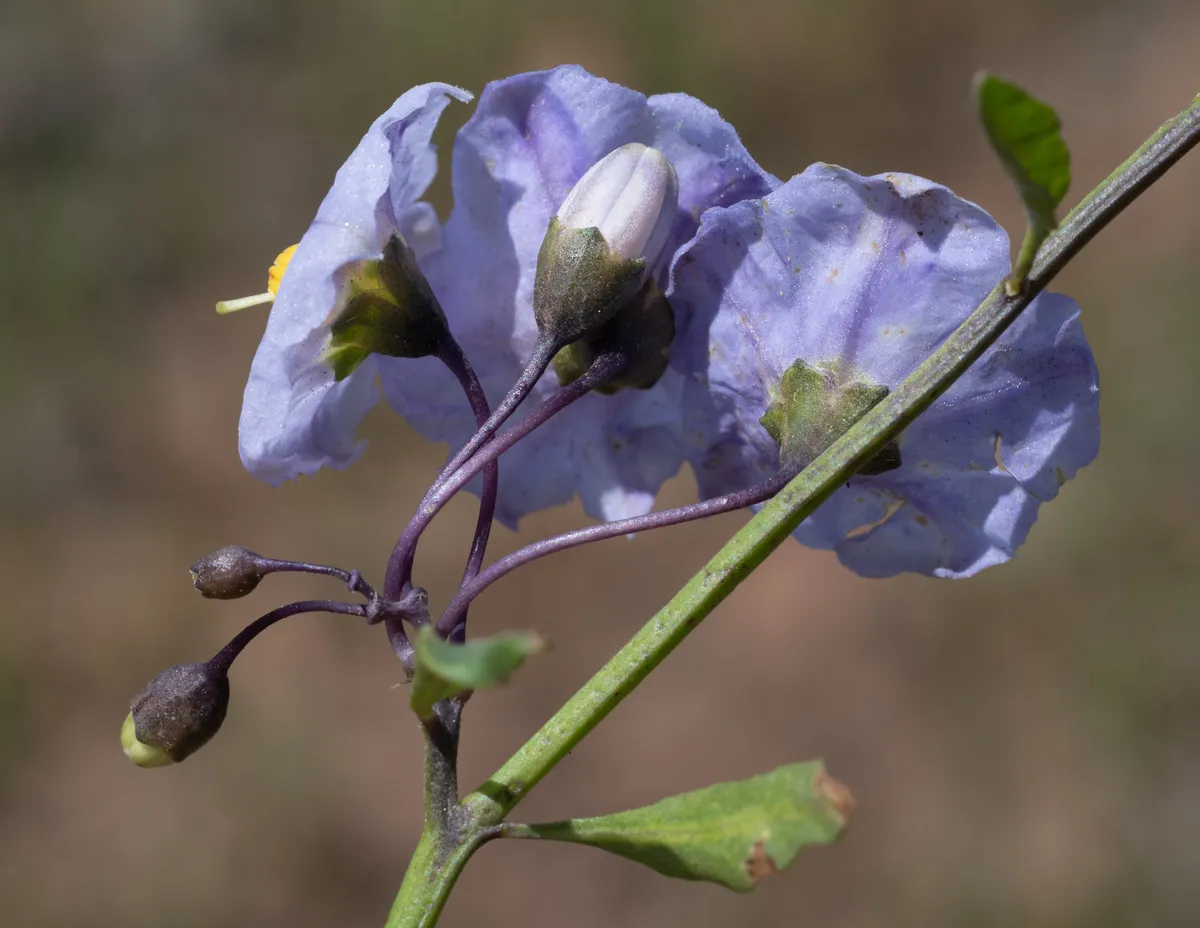 Parish's nightshade (Solanum parishii)