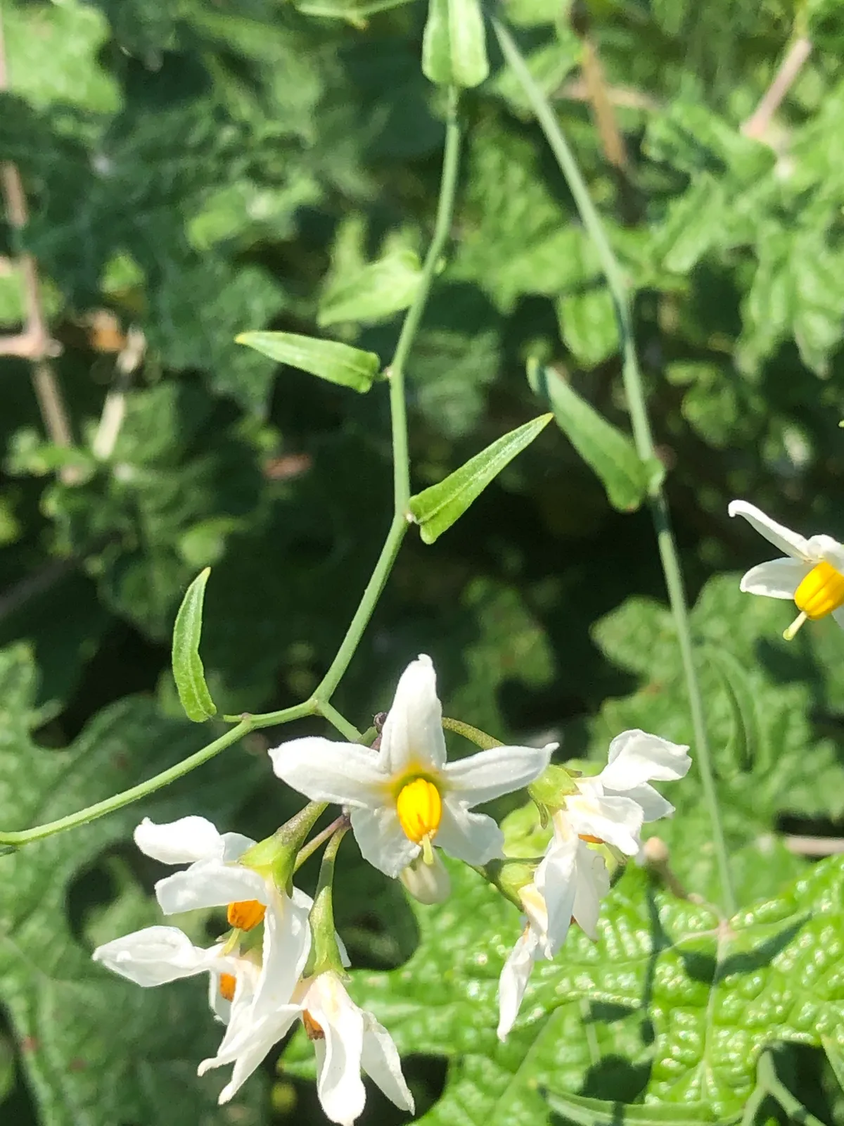Texas Nightshade (Solanum triquetrum)