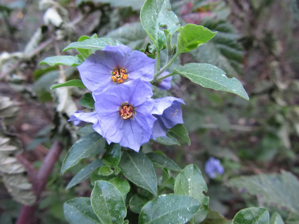 Bluewitch nightshade (Solanum umbelliferum)