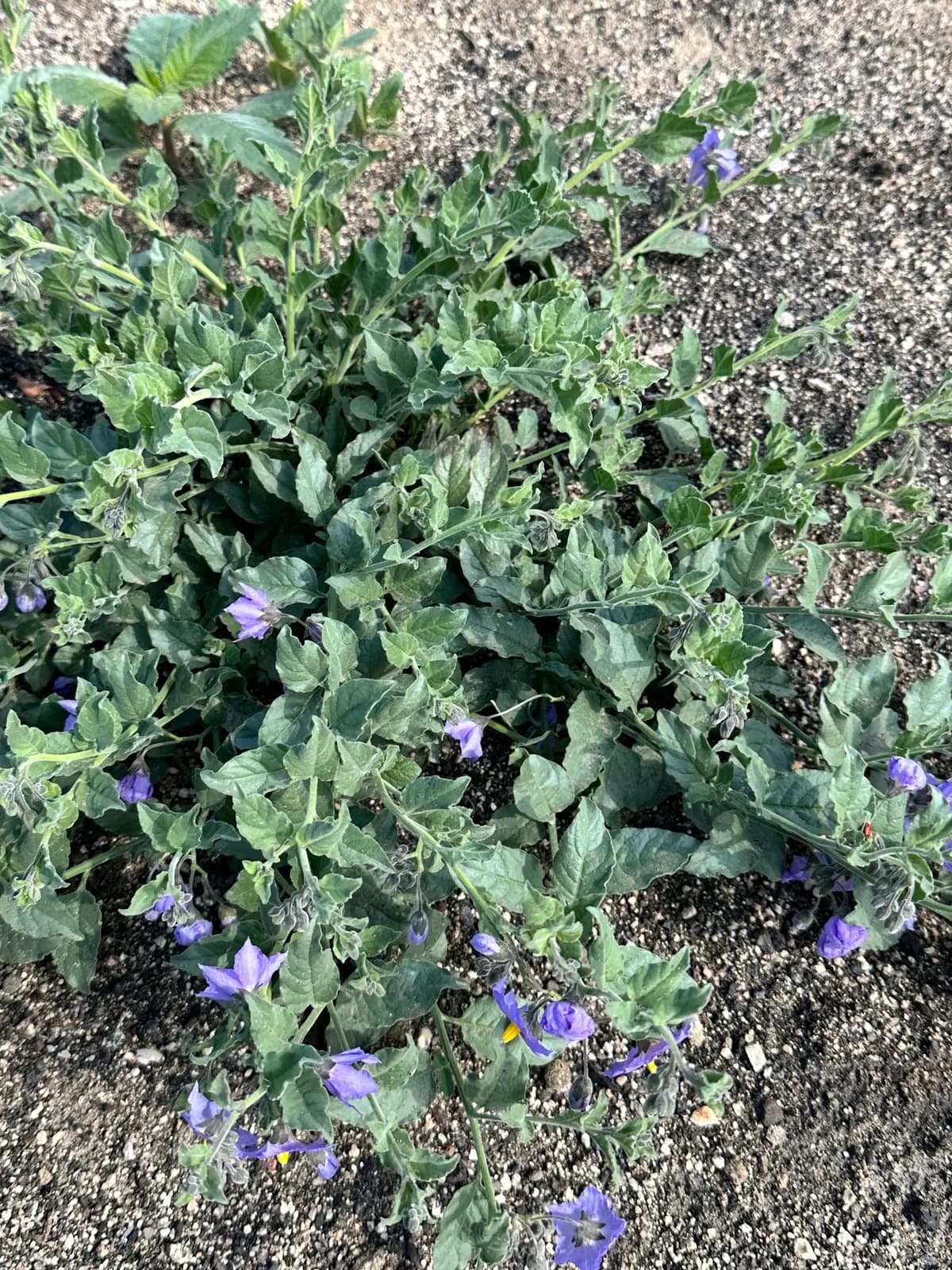 Catalina Nightshade (Solanum xanti)
