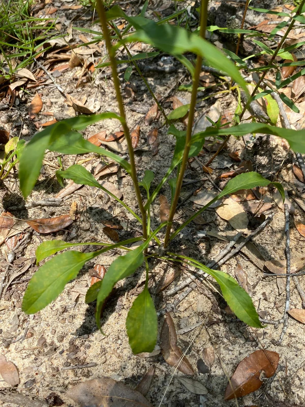 Forest Goldenrod (Solidago arguta)