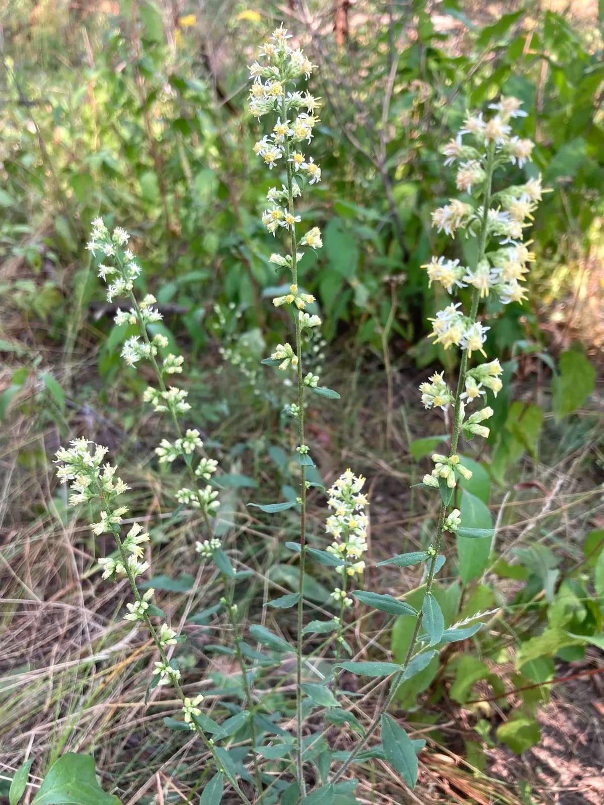 Silverrod (Solidago bicolor)