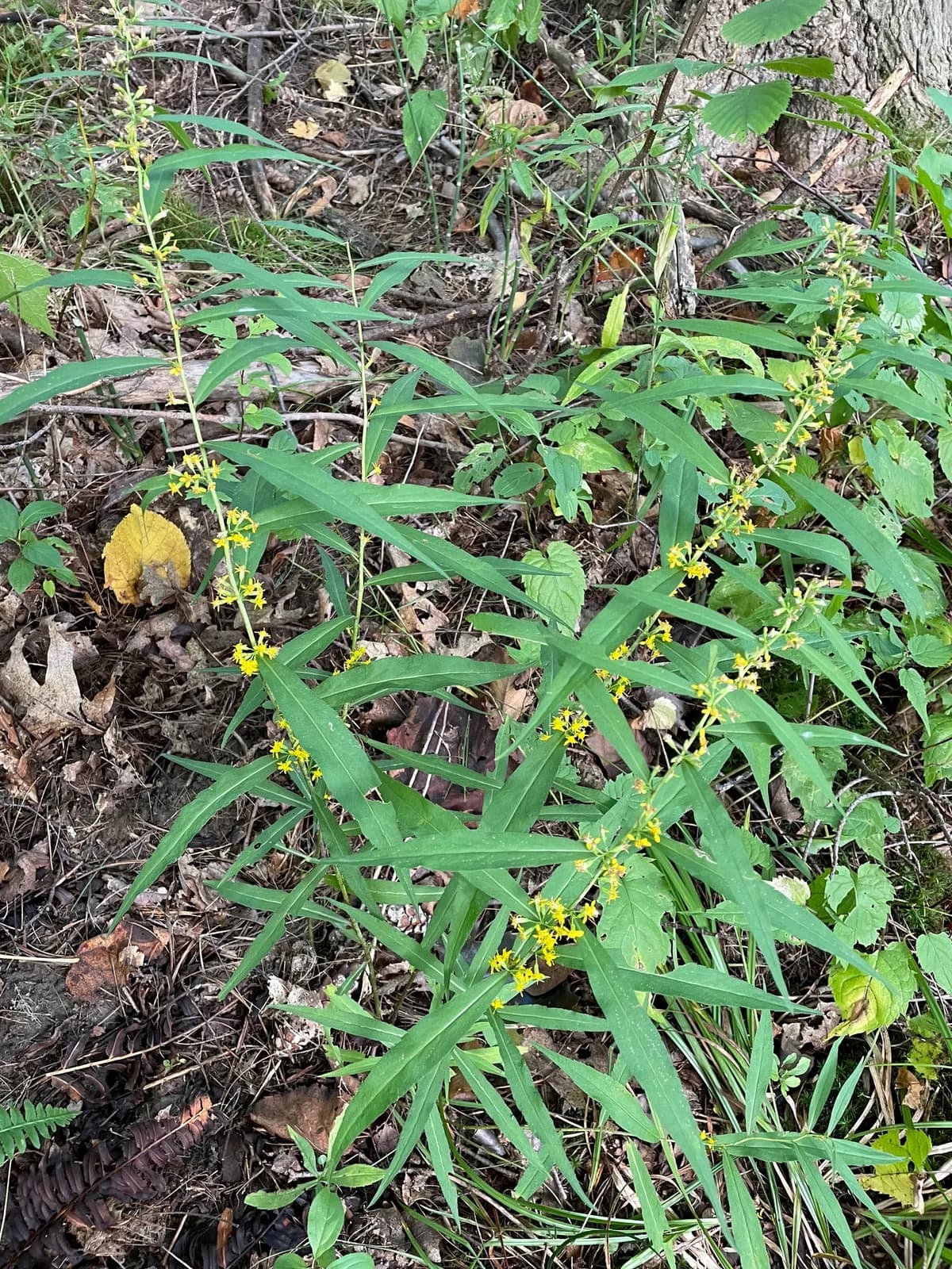 Woodland Goldenrod (Solidago caesia)