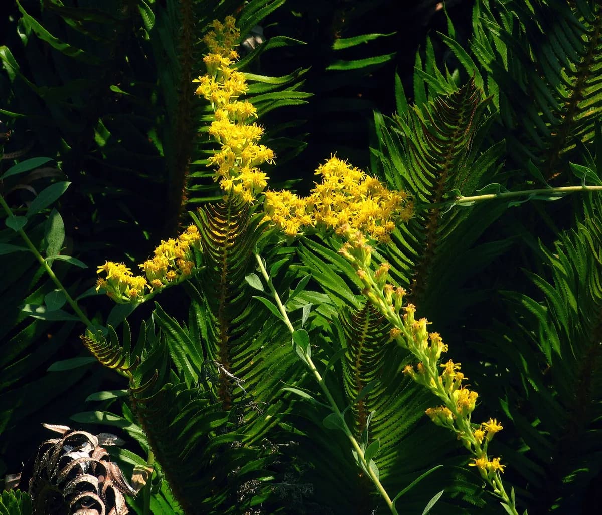 California Goldenrod (Solidago californica)