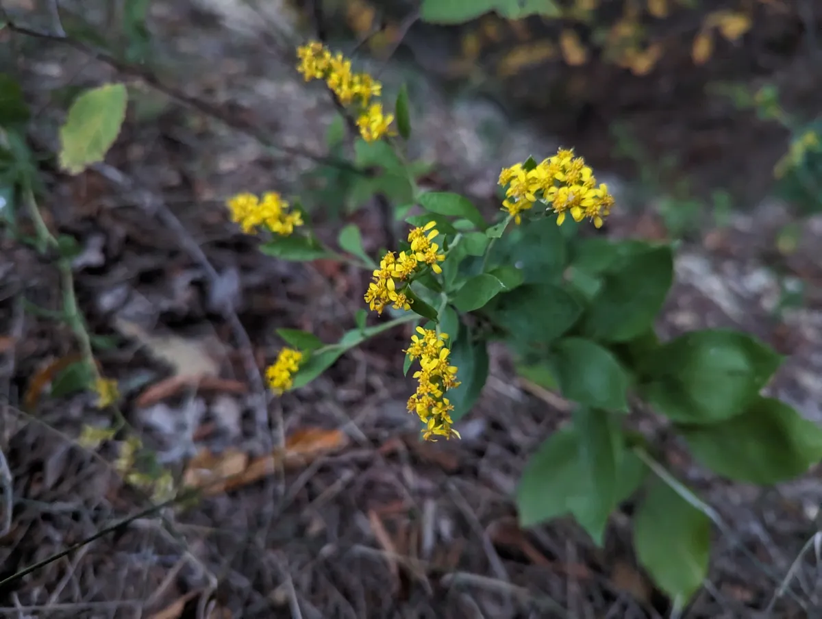 Cliff goldenrod (Solidago drummondii)